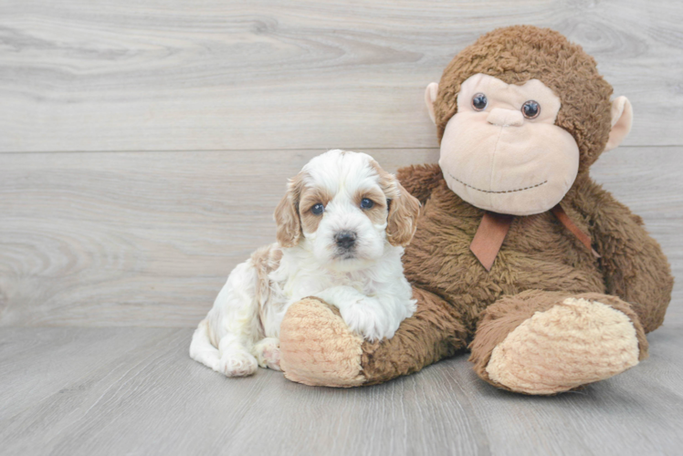 Best Cavapoo Baby