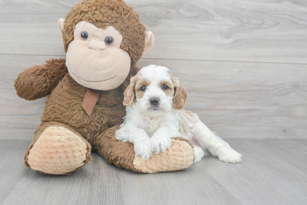 Cavapoo Pup Being Cute