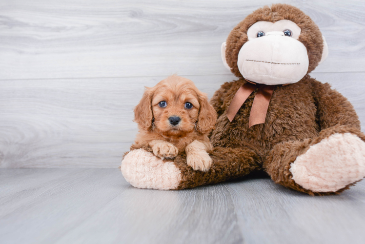 Cavapoo Puppy for Adoption