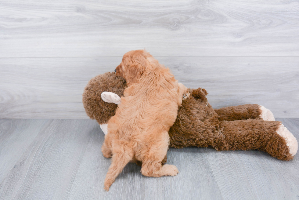 Petite Cavapoo Poodle Mix Pup