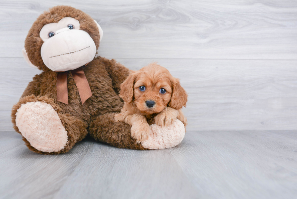 Sweet Cavapoo Baby