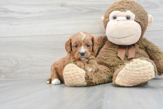 Small Cavapoo Baby