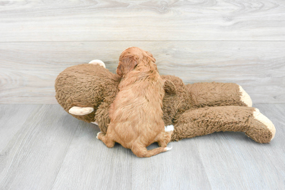 Petite Cavapoo Poodle Mix Pup