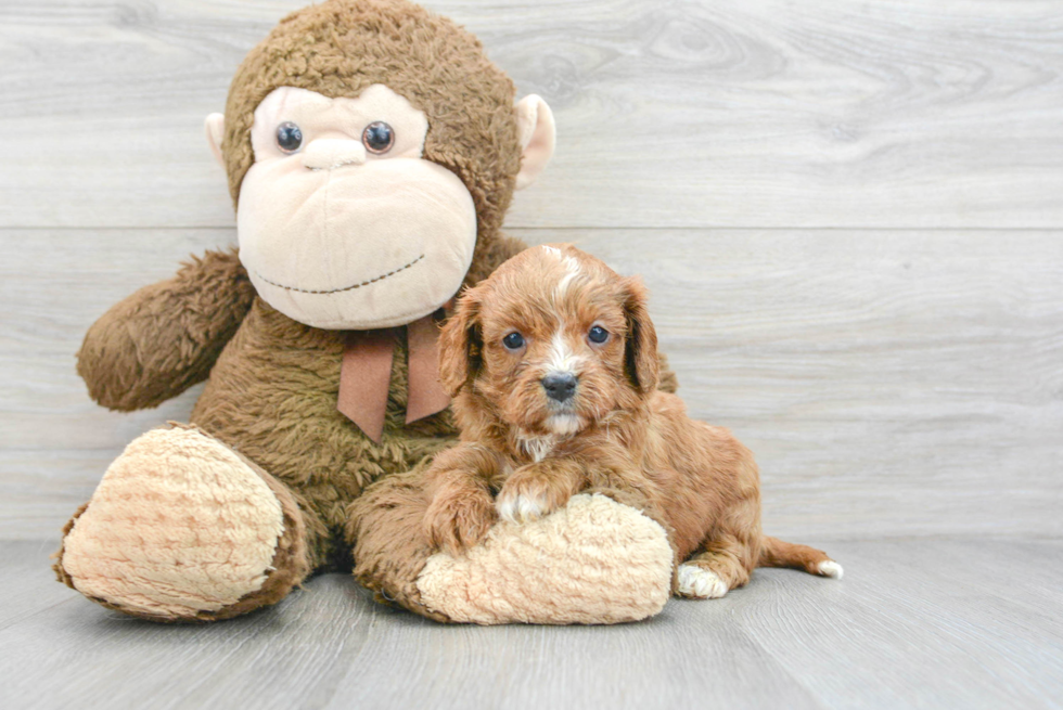 Cute Cavapoo Baby