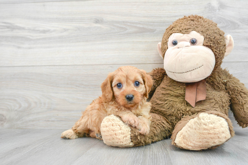 Playful Cavoodle Poodle Mix Puppy