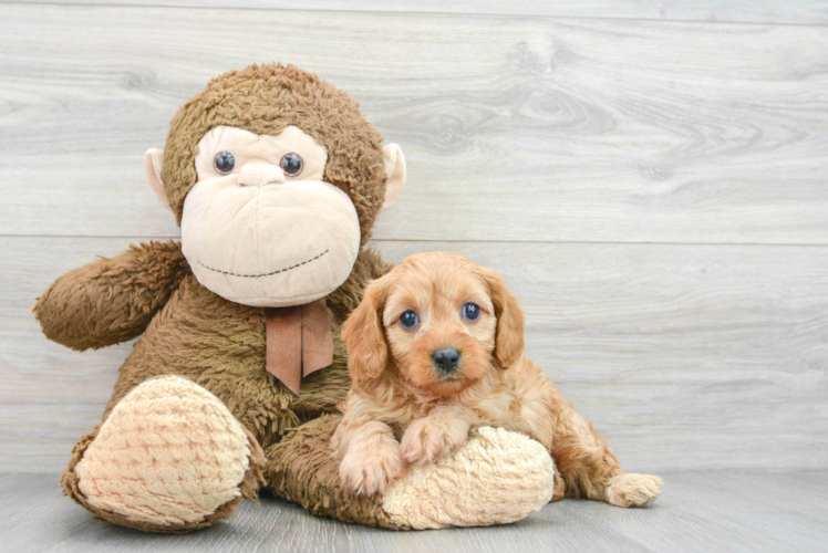 Fluffy Cavapoo Poodle Mix Pup