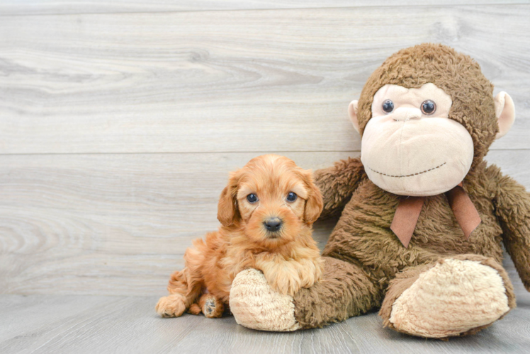 Cavapoo Puppy for Adoption