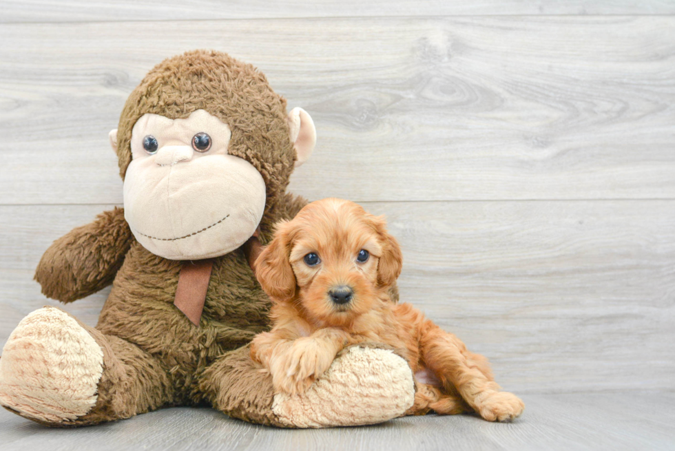 Cavapoo Pup Being Cute