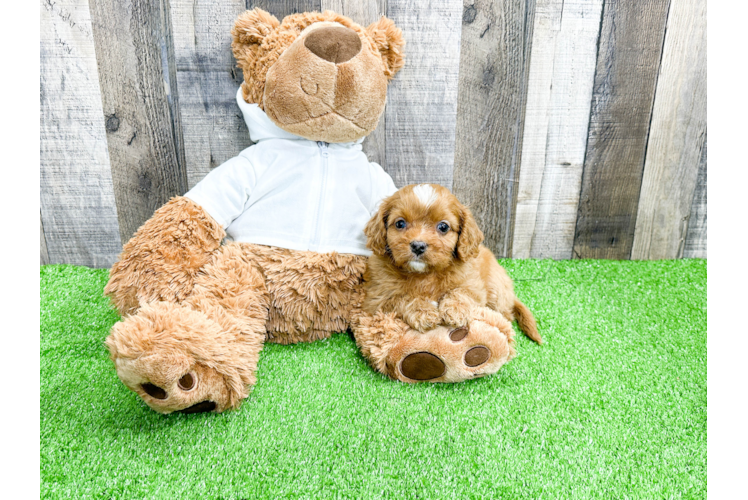 Adorable Cavoodle Poodle Mix Puppy