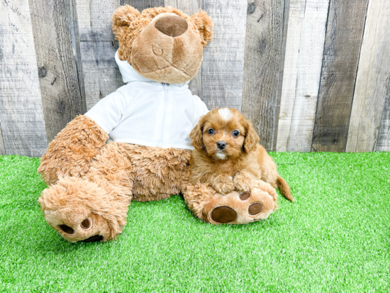 Adorable Cavoodle Poodle Mix Puppy