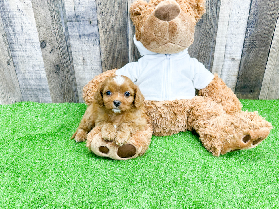 Best Cavapoo Baby