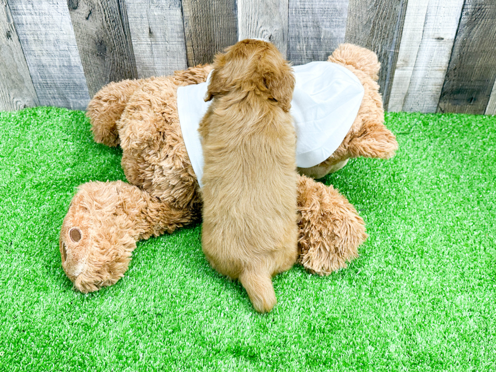 Cavapoo Pup Being Cute