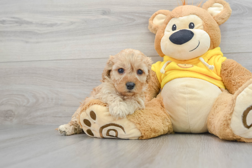 Cavapoo Pup Being Cute