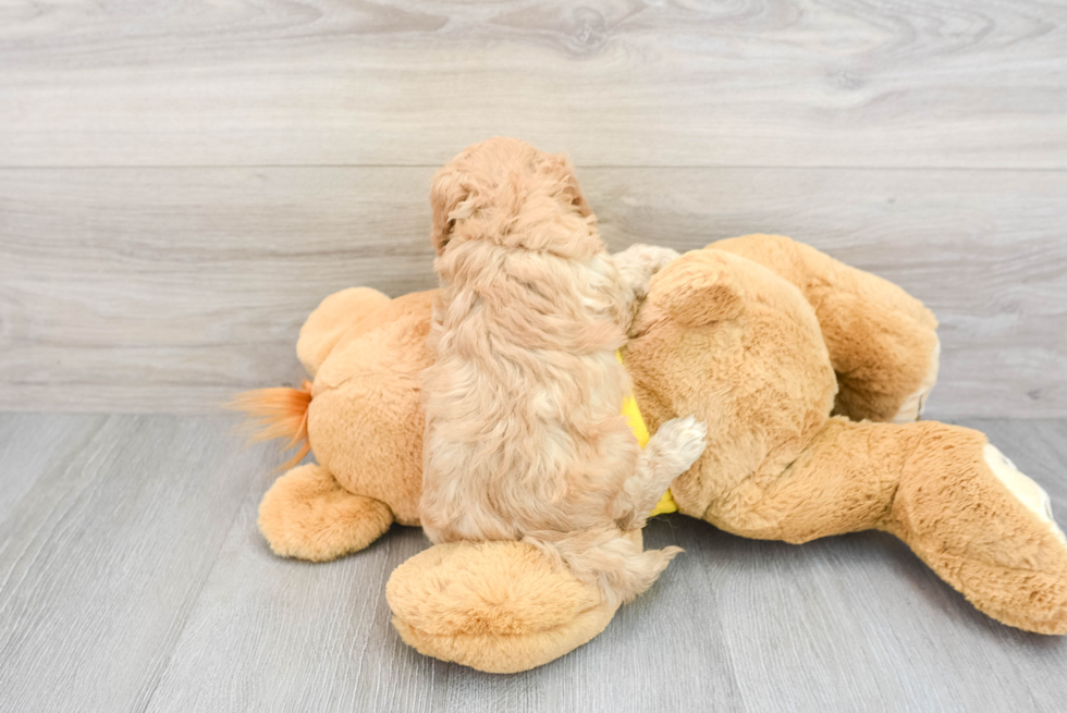 Energetic Cavoodle Poodle Mix Puppy