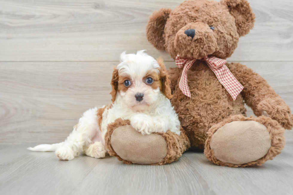 Cavapoo Pup Being Cute