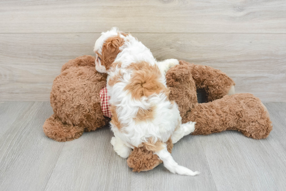 Cavapoo Pup Being Cute