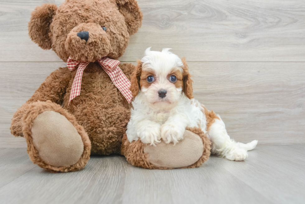 Small Cavapoo Baby