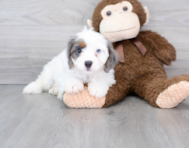 10 week old Cavapoo Puppy For Sale - Premier Pups