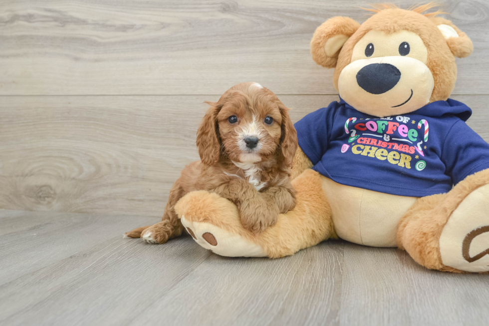 Funny Cavapoo Poodle Mix Pup