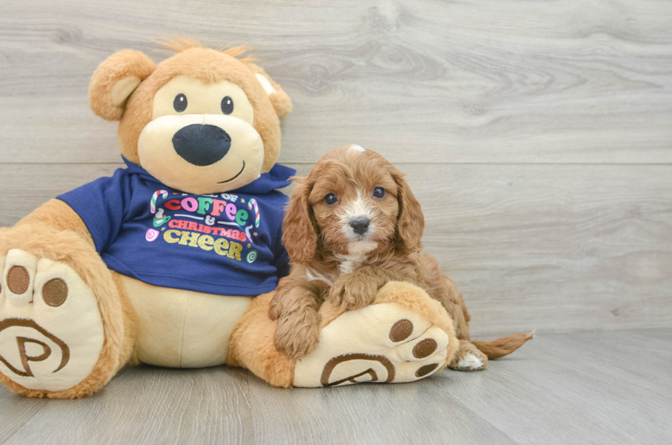 5 week old Cavapoo Puppy For Sale - Premier Pups