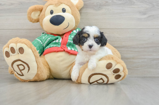 Cavapoo Pup Being Cute