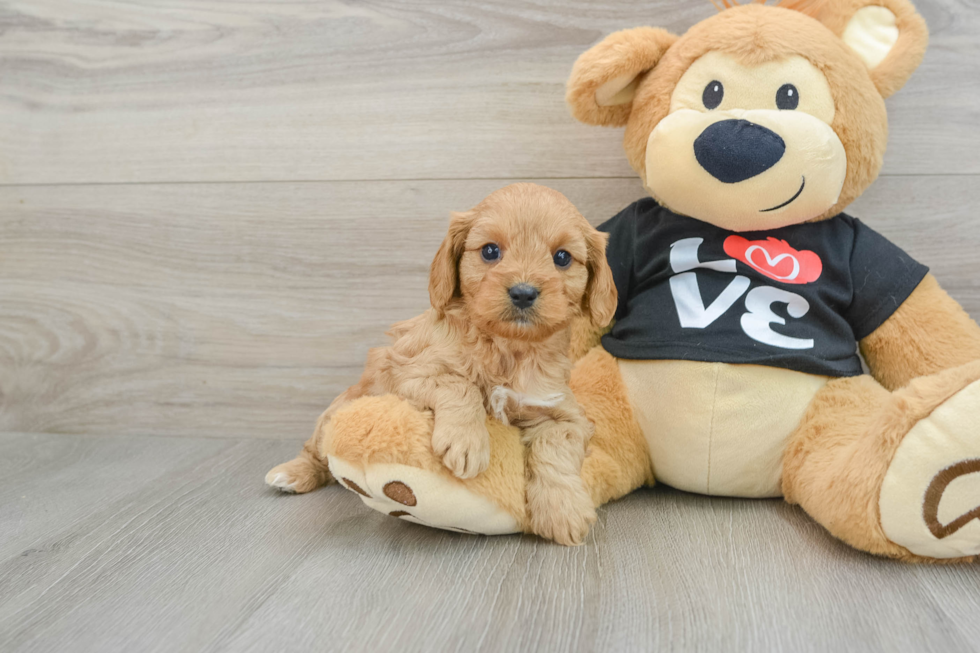 Small Cavapoo Baby