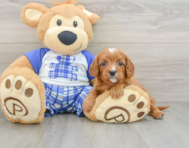 7 week old Cavapoo Puppy For Sale - Premier Pups