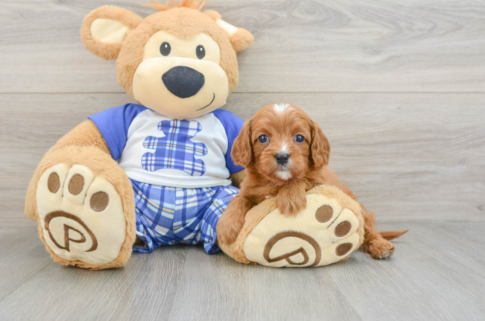 7 week old Cavapoo Puppy For Sale - Premier Pups