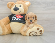 7 week old Cavapoo Puppy For Sale - Premier Pups