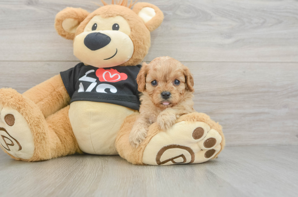 6 week old Cavapoo Puppy For Sale - Premier Pups