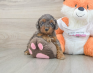 8 week old Cavapoo Puppy For Sale - Premier Pups