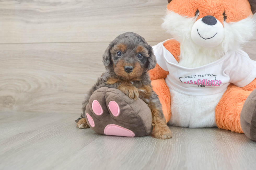 5 week old Cavapoo Puppy For Sale - Premier Pups