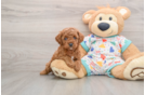 Cavapoo Puppy for Adoption