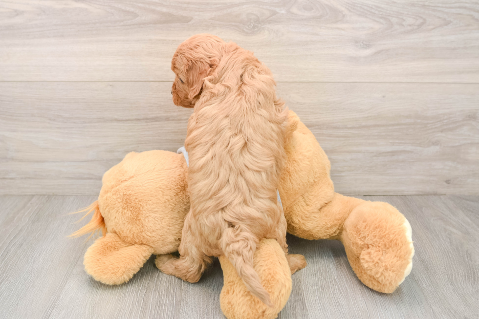 Cavapoo Puppy for Adoption