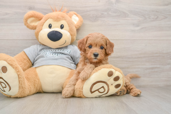 Cavapoo Pup Being Cute
