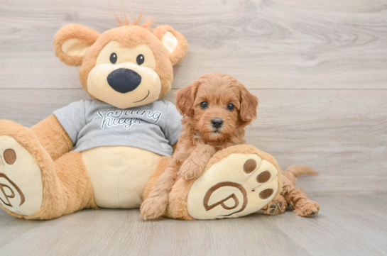 Cavapoo Pup Being Cute