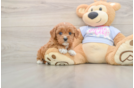 Cavapoo Pup Being Cute