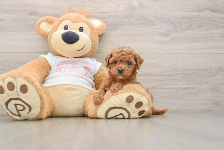 Popular Cavapoo Poodle Mix Pup