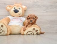 7 week old Cavapoo Puppy For Sale - Premier Pups