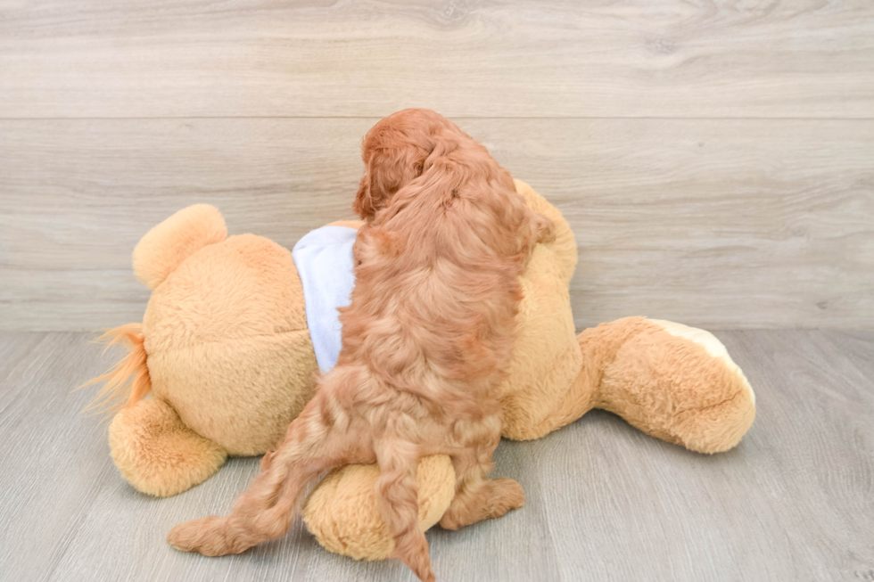 Cute Cavapoo Baby