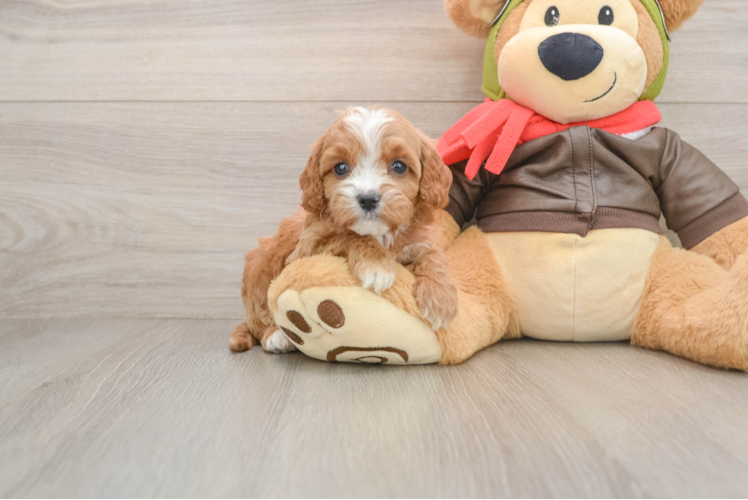Cavapoo Pup Being Cute