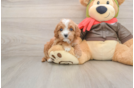 Cavapoo Pup Being Cute