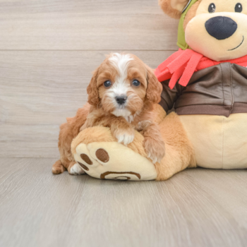 Cavapoo Pup Being Cute