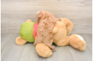 Cavapoo Puppy for Adoption