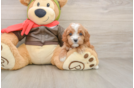 Happy Cavapoo Baby