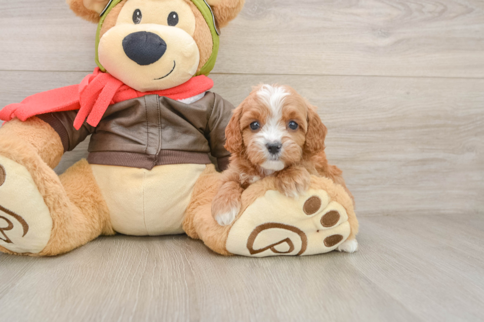 Happy Cavapoo Baby