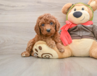 8 week old Cavapoo Puppy For Sale - Premier Pups