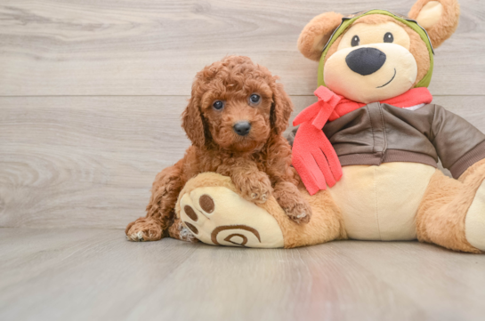 Small Cavapoo Baby
