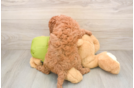 Energetic Cavoodle Poodle Mix Puppy
