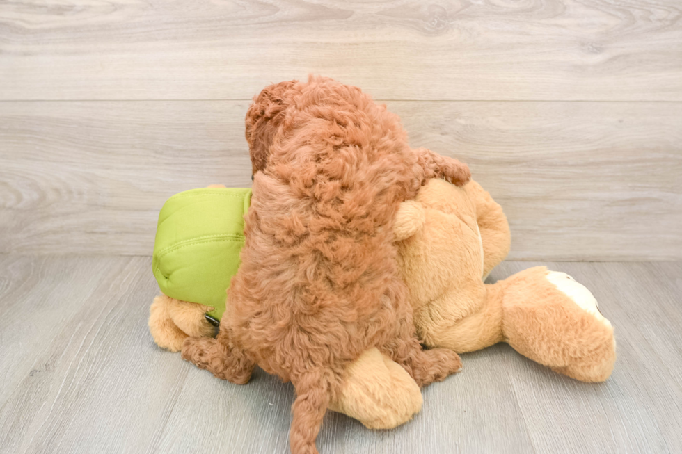 Energetic Cavoodle Poodle Mix Puppy